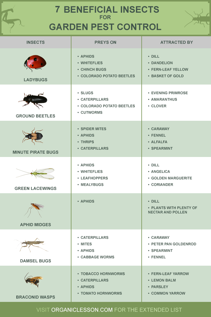 Beneficial insects for garden control